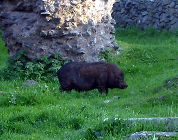 un cinghiale  Roma